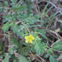 Tribulus